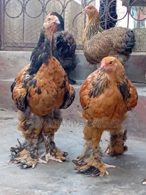 2weeks Old Brahma Chicks