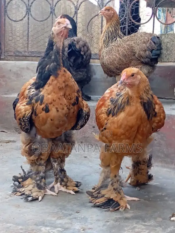 2weeks Old Brahma Chicks