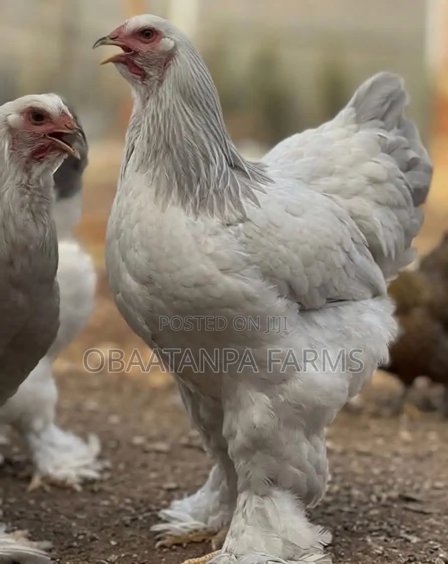2weeks Old Brahma Chicks