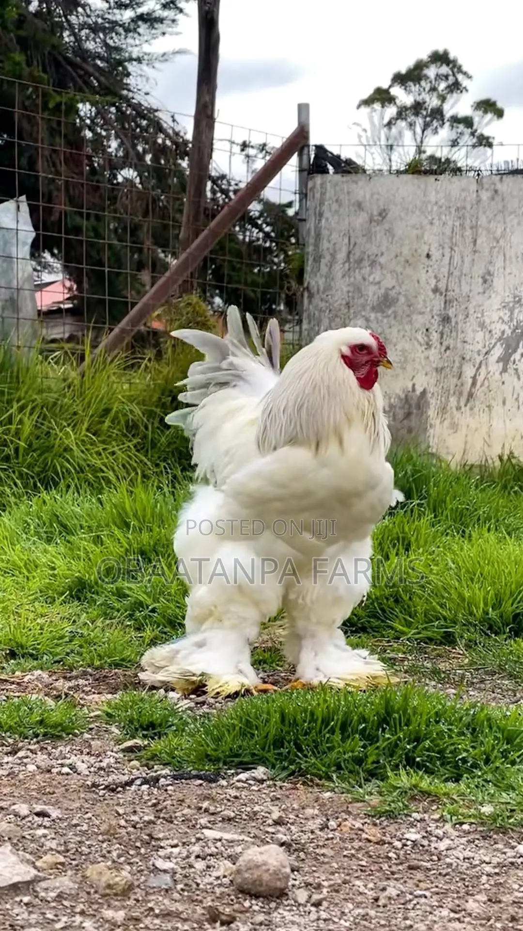 2weeks Old Brahma Chicks
