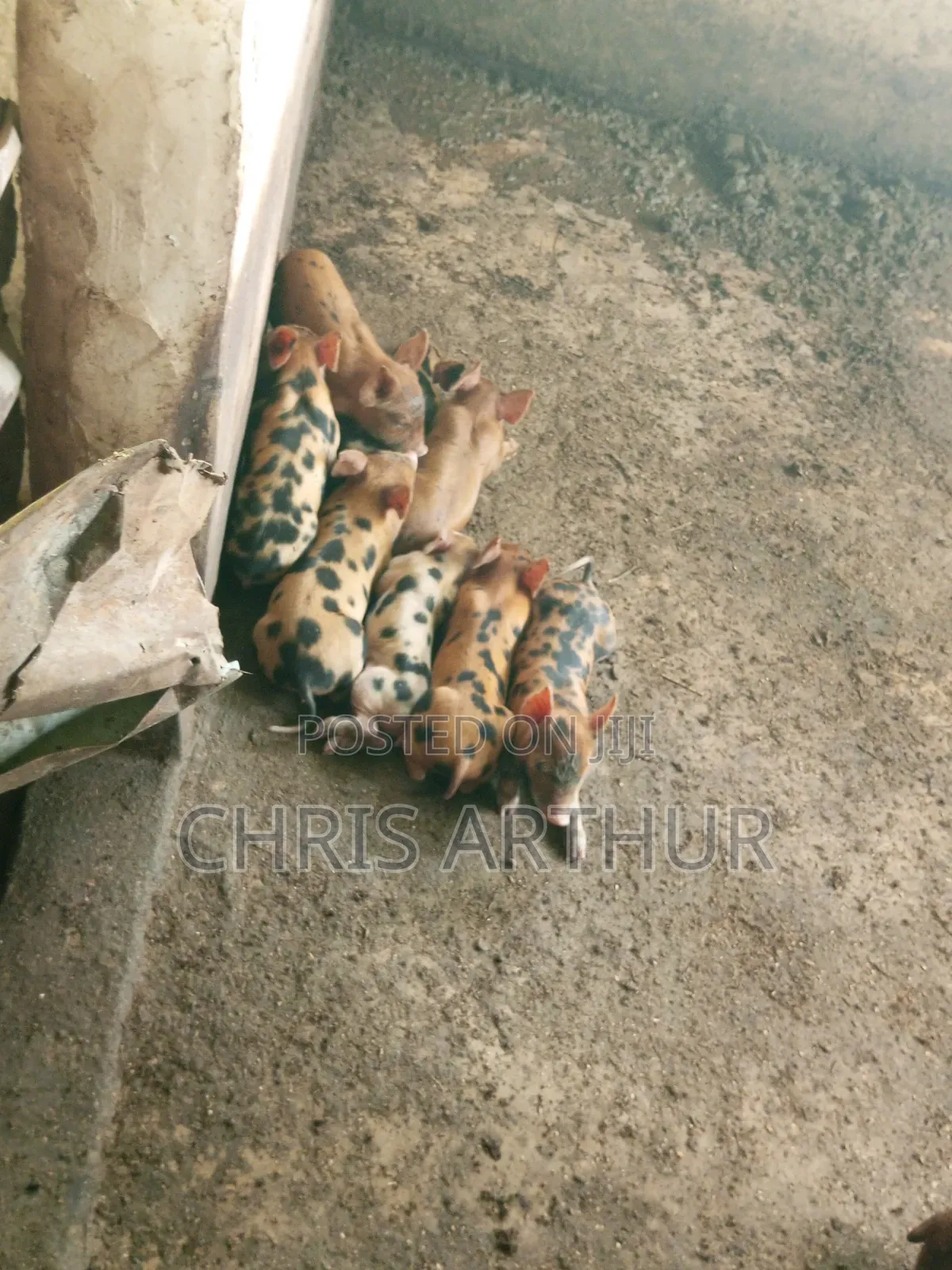 Pigs/Piglet