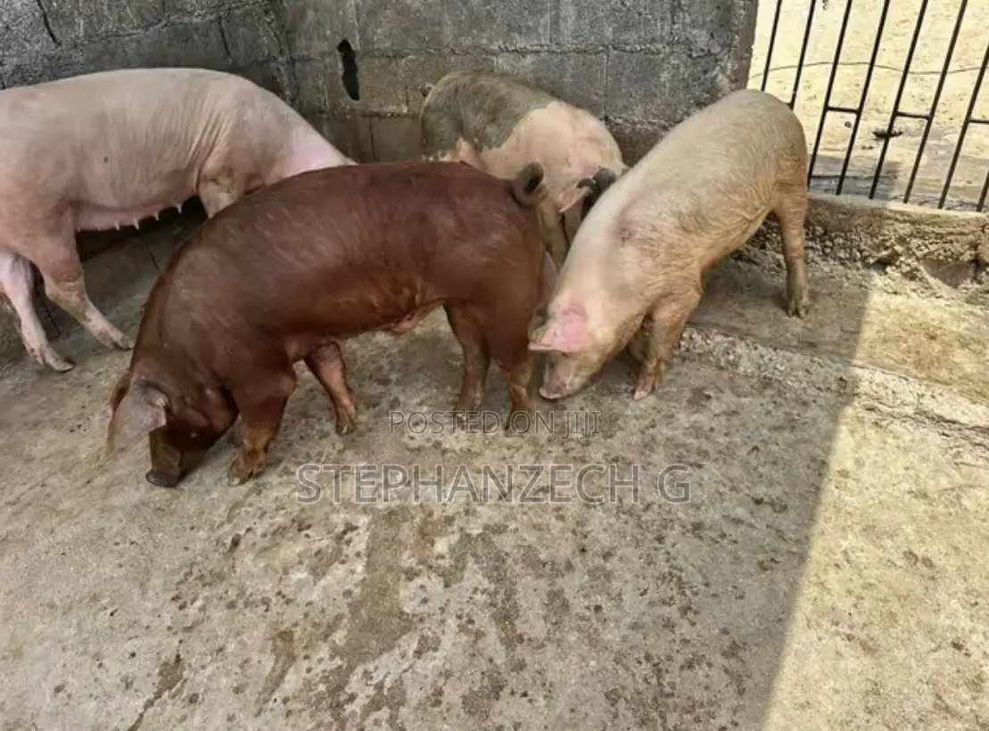 Pigs for Your Farms and for Meat