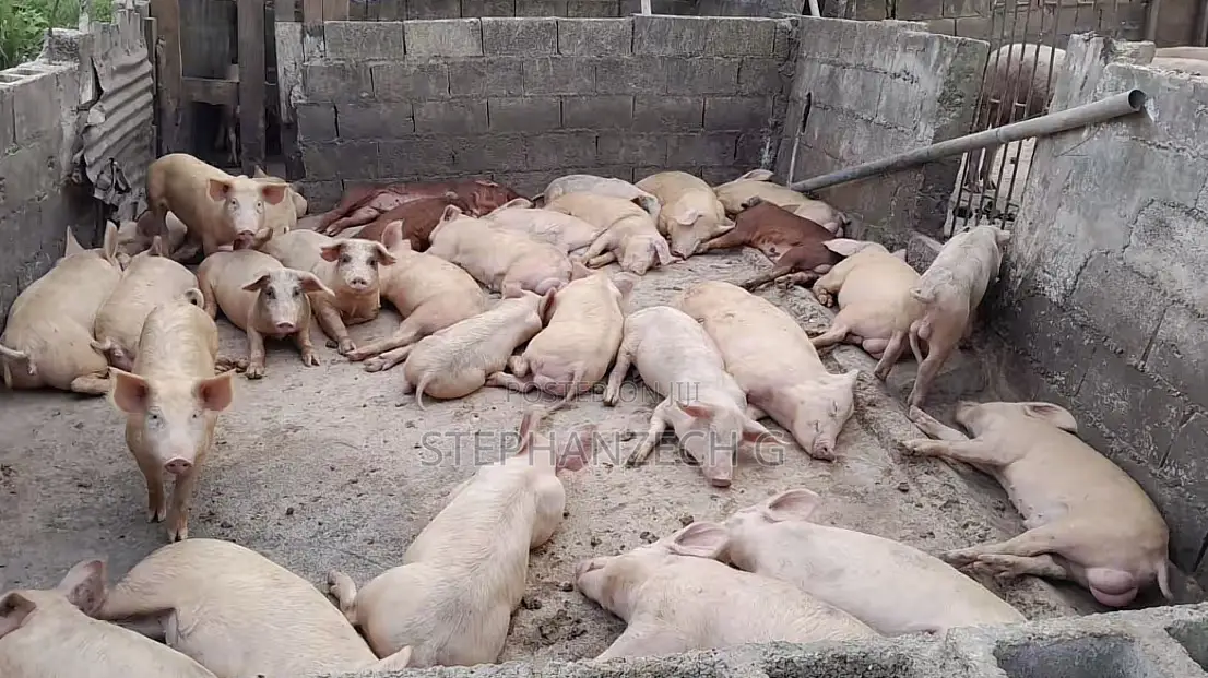 Pigs Are Available for Your New Farm