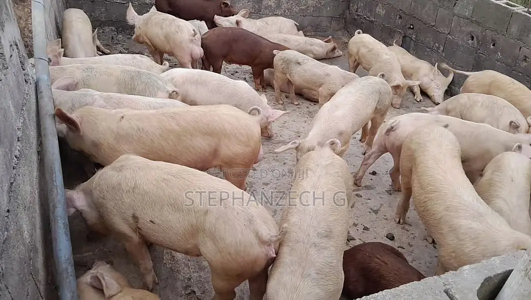 Pigs Farm Are Great