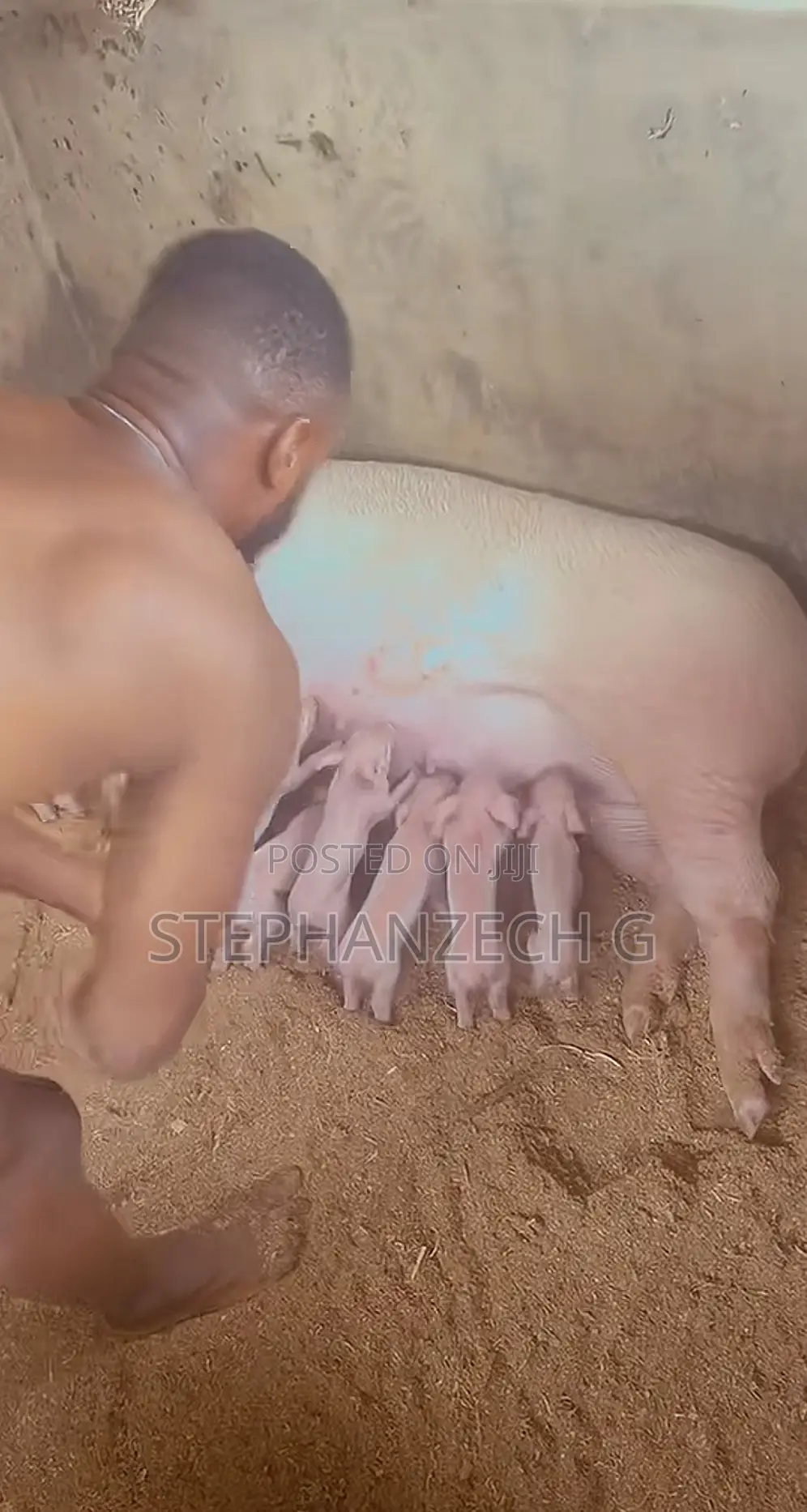 Pigs Available