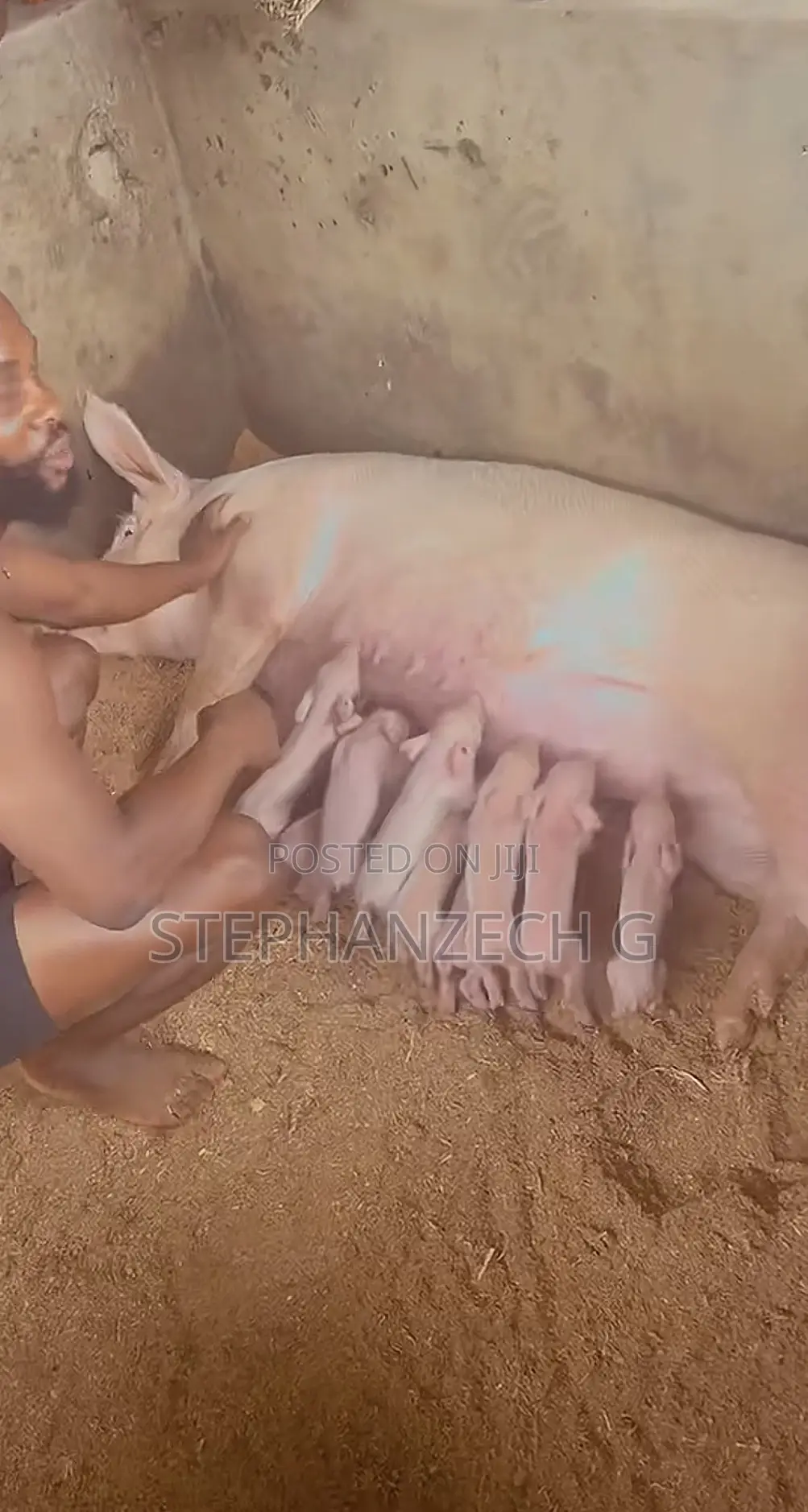 Pigs for Sells