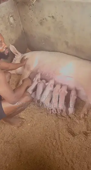 Pigs for Sells