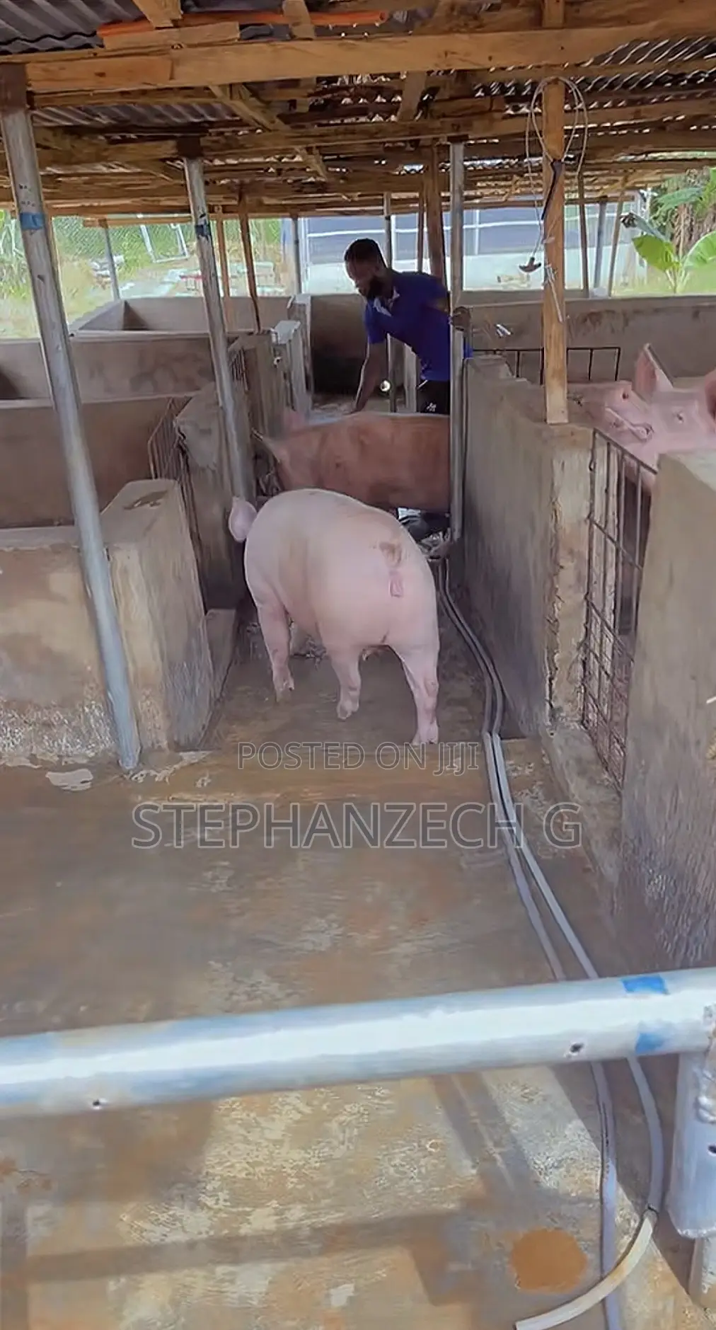 Pigs for Sell and I Give Discount at the Moment