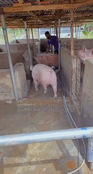 Pigs for Sell and I Give Discount at the Moment