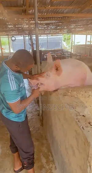 Duroc Pigs Available Now