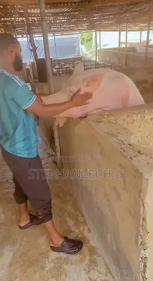 Which Breed of Pigs Do You Want ?