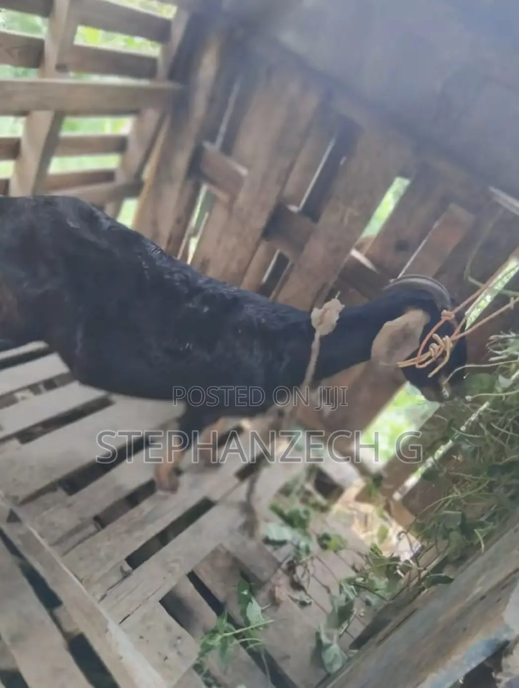 Hello Here Are the Best Goat to Own