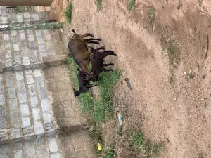 Hello Here Are the Best Goat to Own