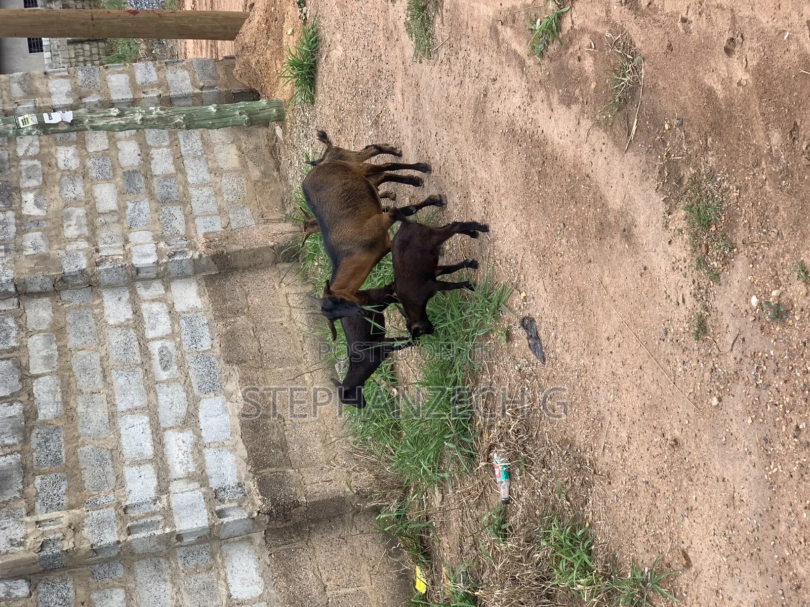 Hello Here Are the Best Goat to Own