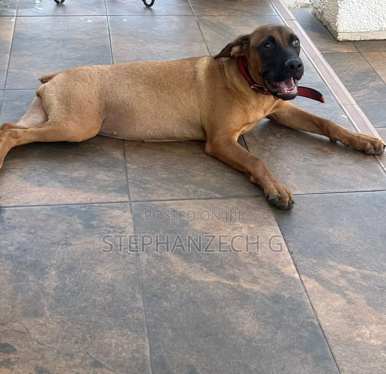 3-6 months Female Mixed Breed Boerboel