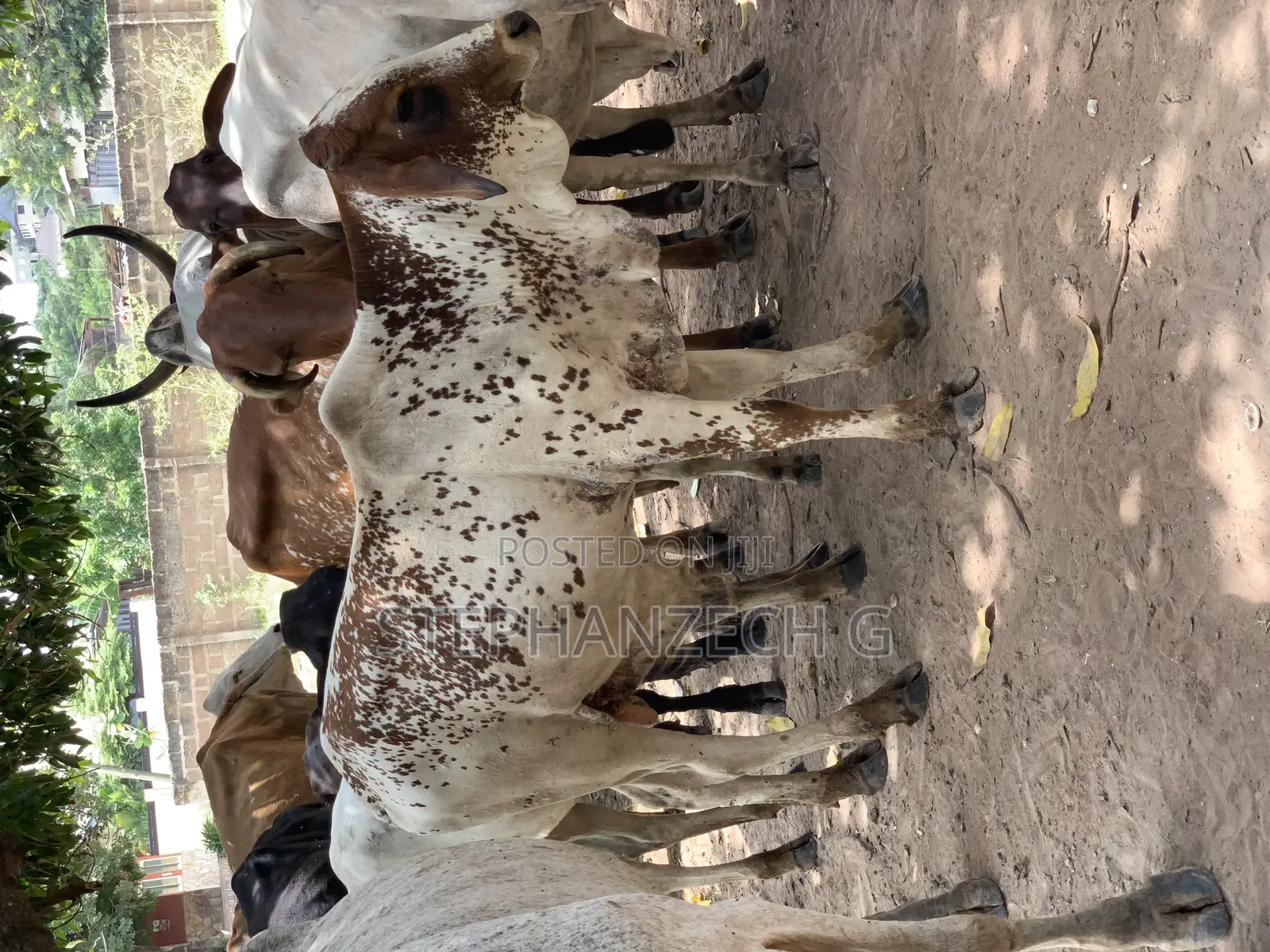 Cow for Sell Now