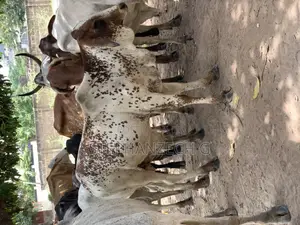 Cow for Sell Now