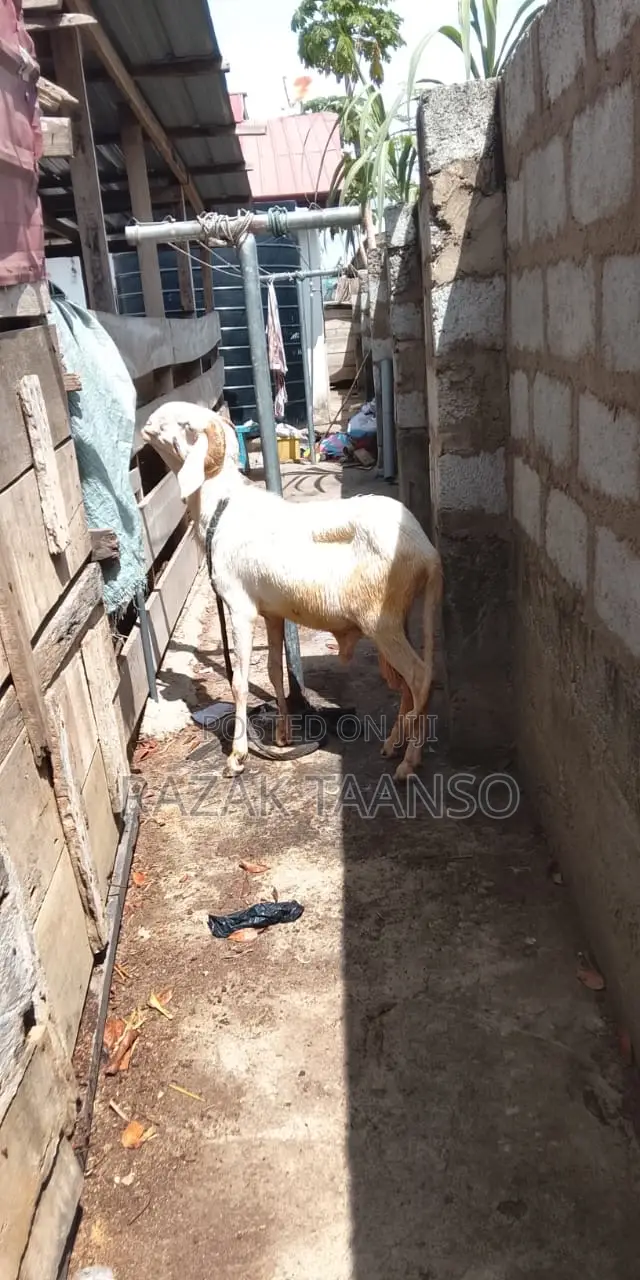 Ram for Sell Sheep