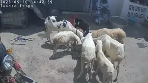 Sheep for Sell Ladoum Balami Balibali