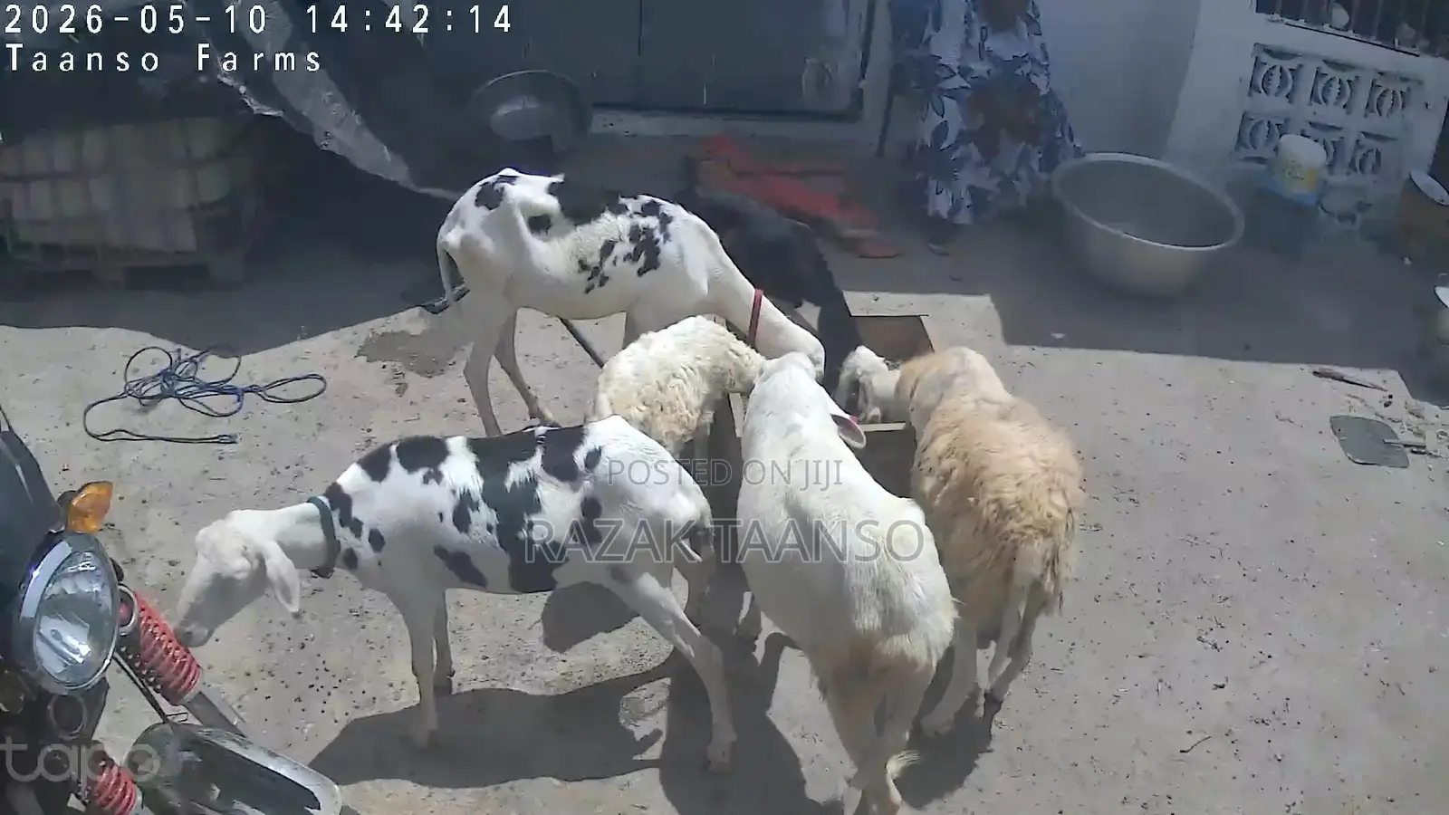 Sheep for Sell Ladoum Balami Balibali