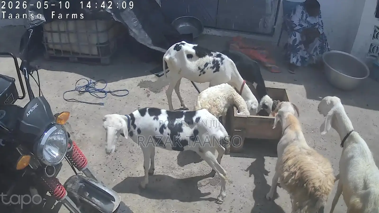 Sheep for Sell Ladoum Balami Balibali
