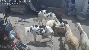 Sheep for Sell Ladoum Balami Balibali