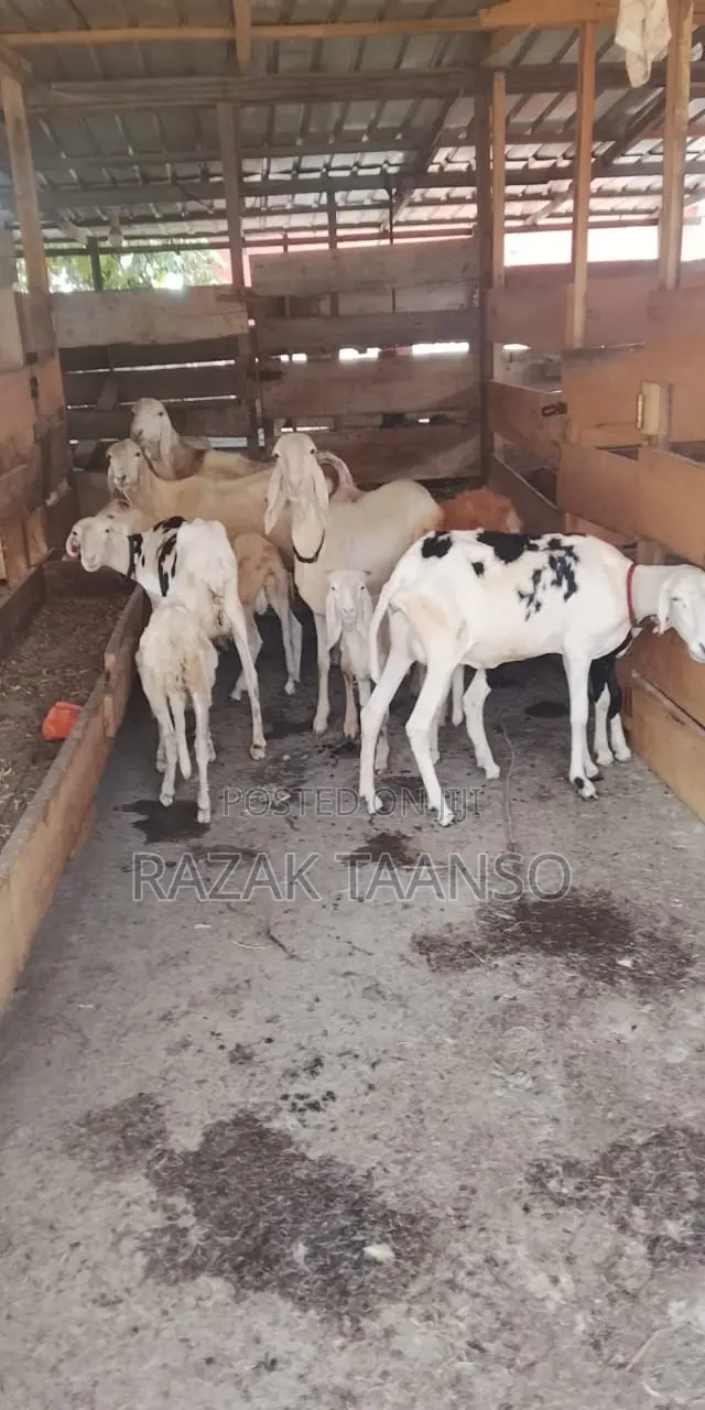 Sheep for Sell Ladoum Balami Balibali