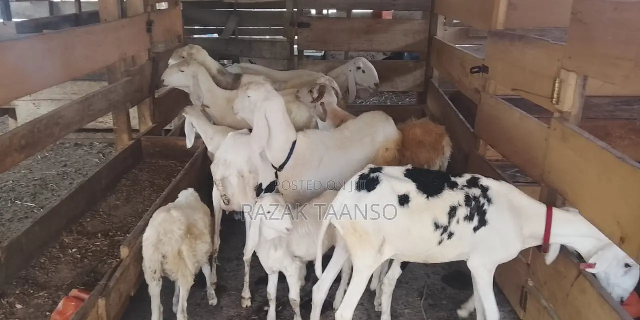 Sheep for Sell Ladoum Balami Balibali