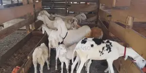 Sheep for Sell Ladoum Balami Balibali