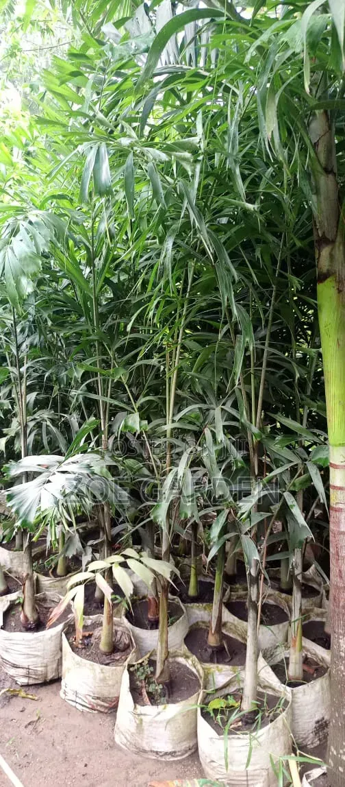 Foxtail Palm