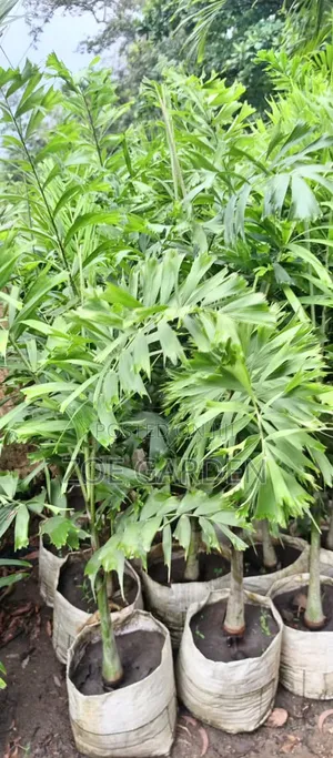Foxtail Palm