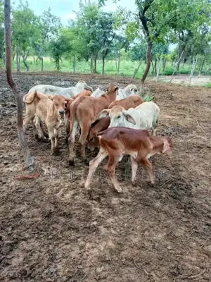 Strong and Healthy