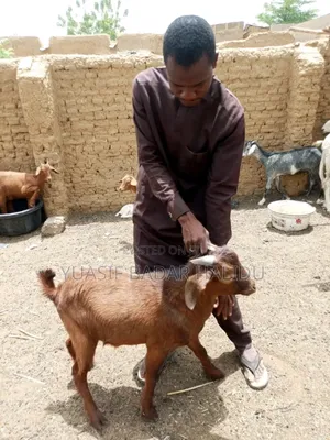 Healthy Animals
