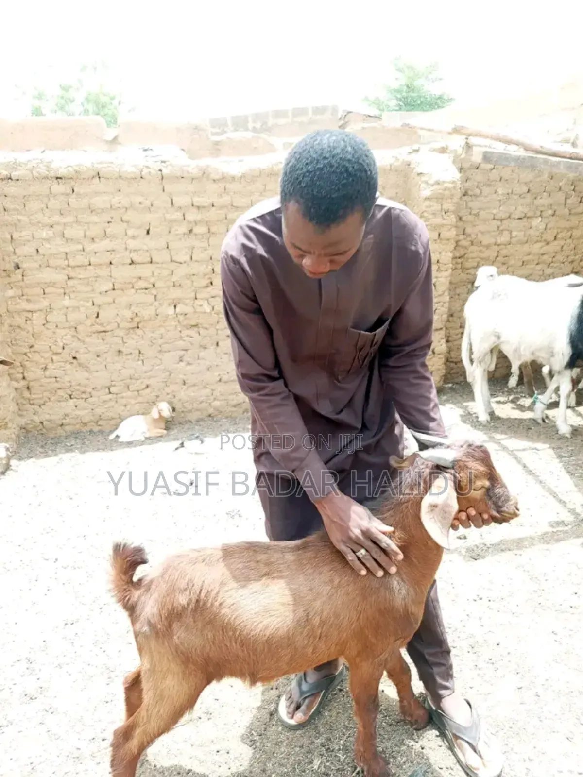 Healthy Animals