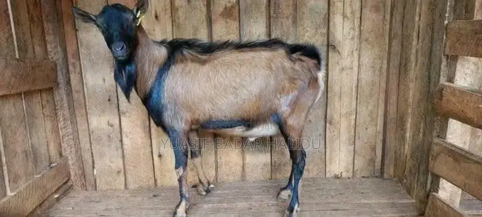 Healthy Animals