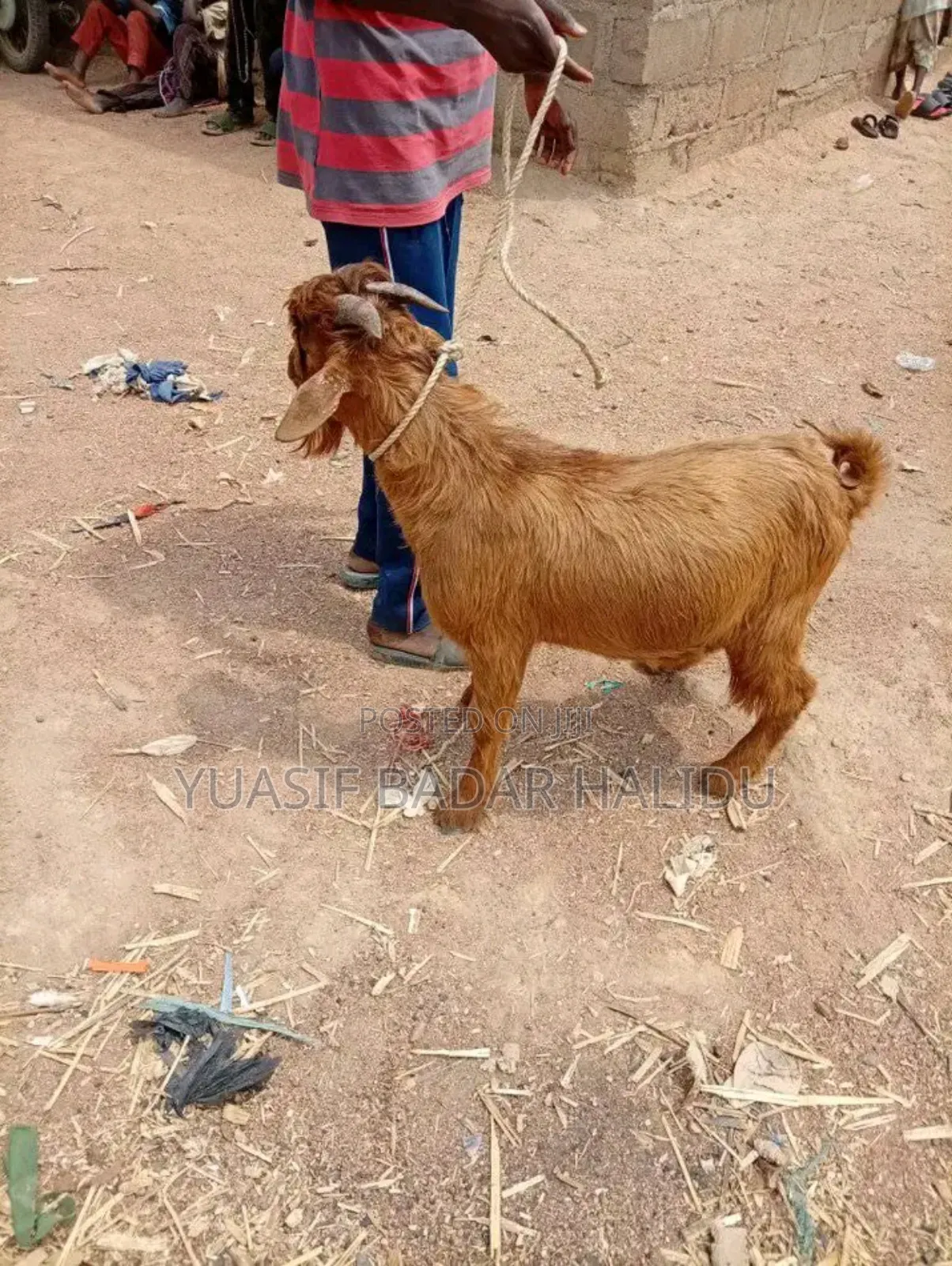 Healthy Animals