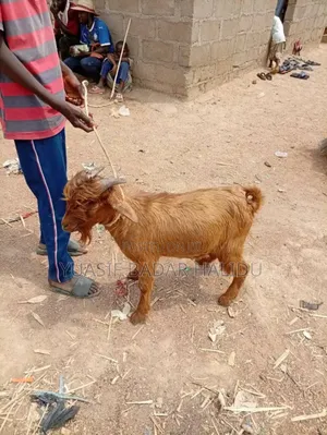 Healthy Animals