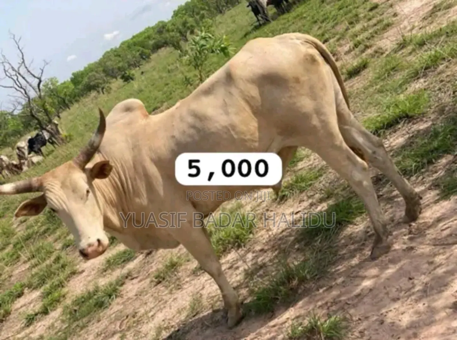 Strong Gudali