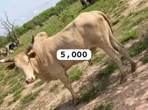 Strong Gudali