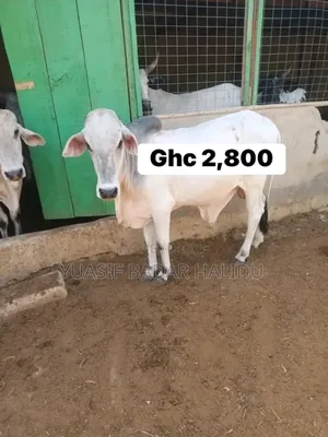 Strong Gudali