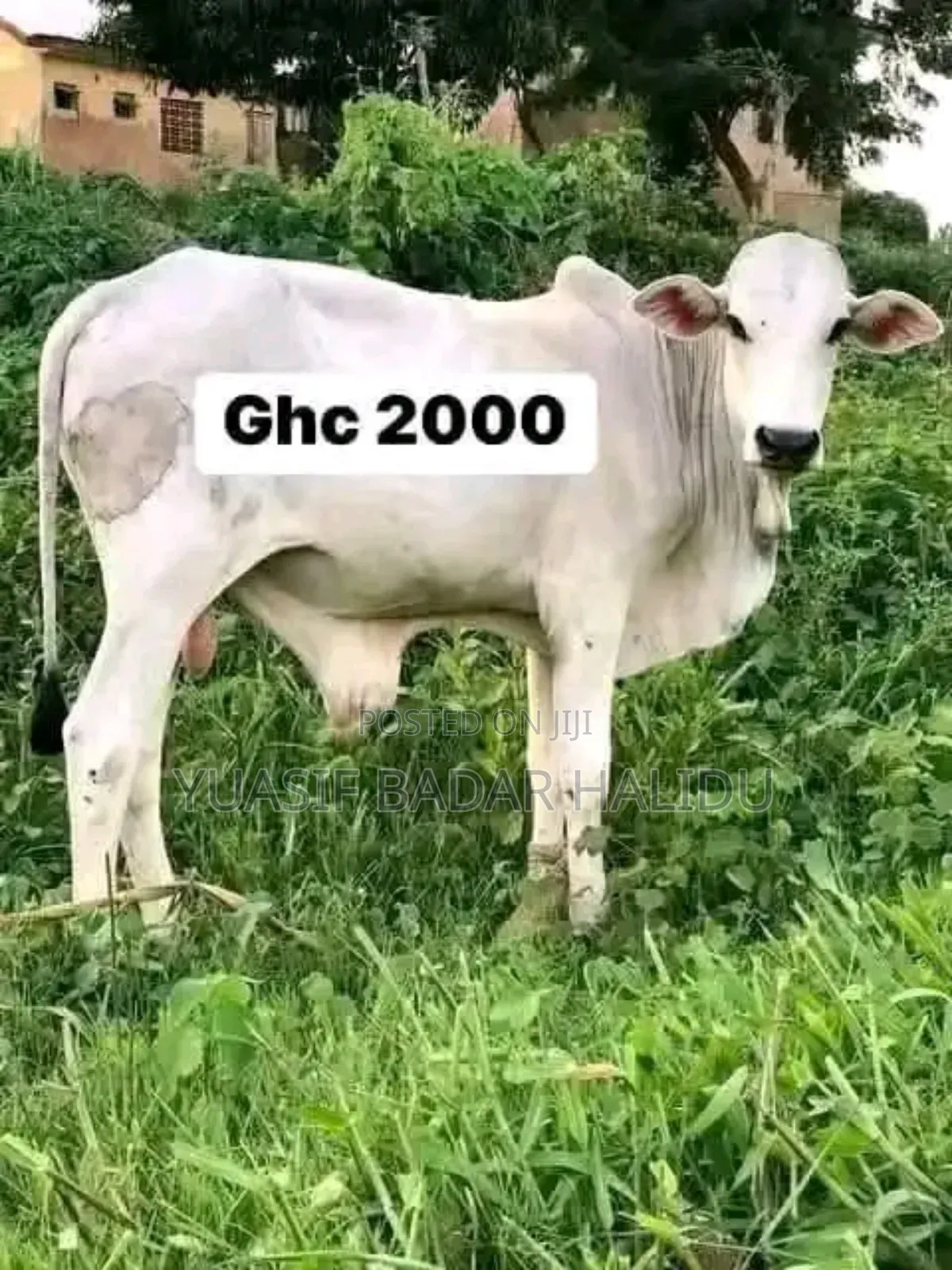 Strong Gudali