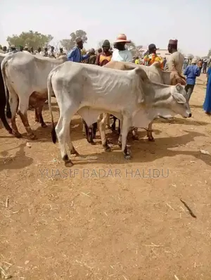 Healthy Gudali