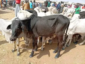 Strong Cows