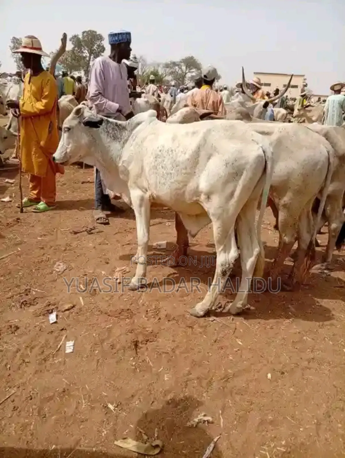 Strong Cows
