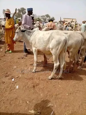 Strong Cows