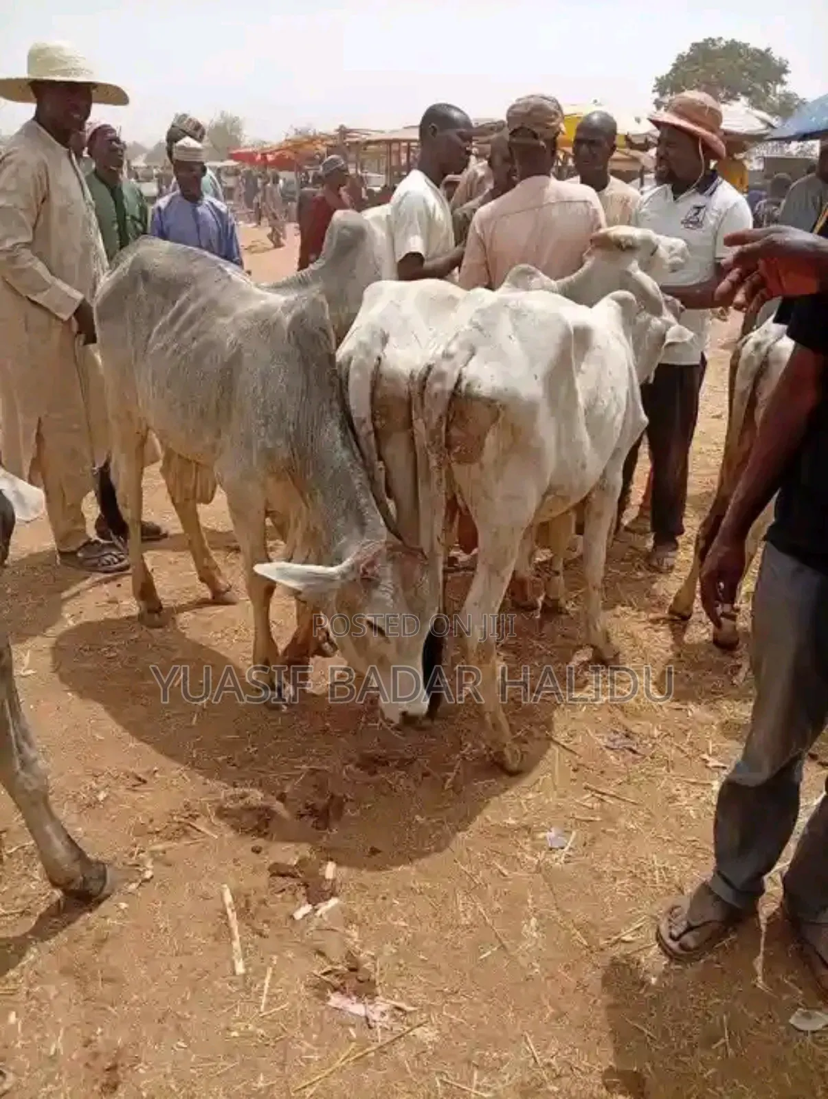 Strong Cows