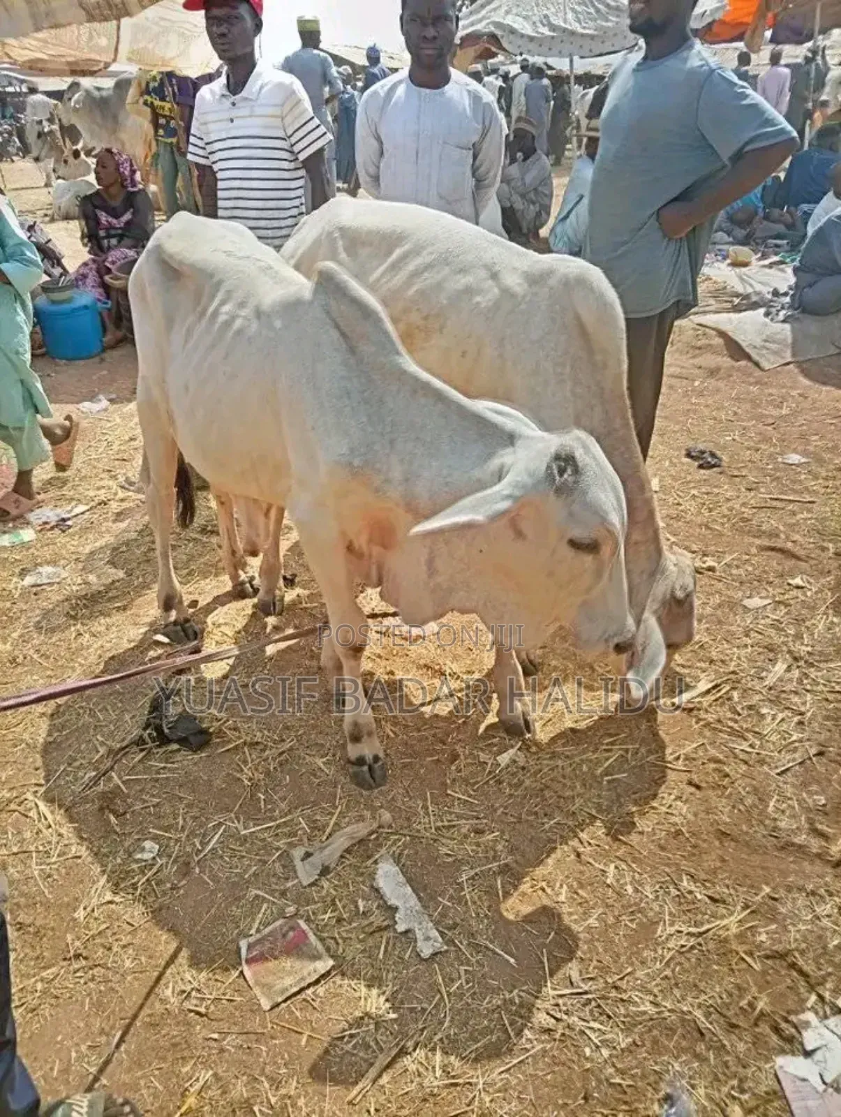 Strong Cows
