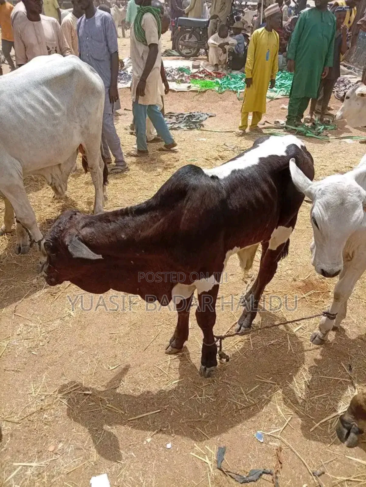Strong Cows