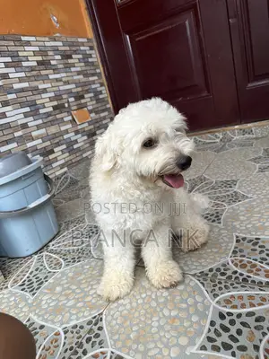 1+ year Male Purebred Poodle