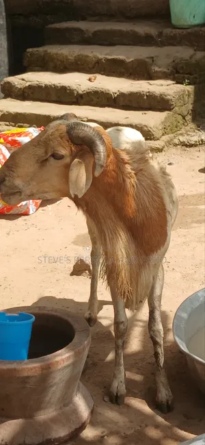 Northen Ram